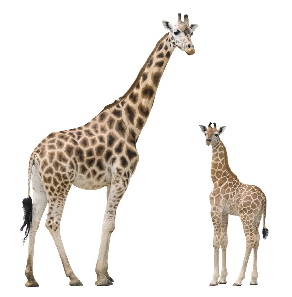 Giraffe clipart realistic, Giraffe realistic Transparent