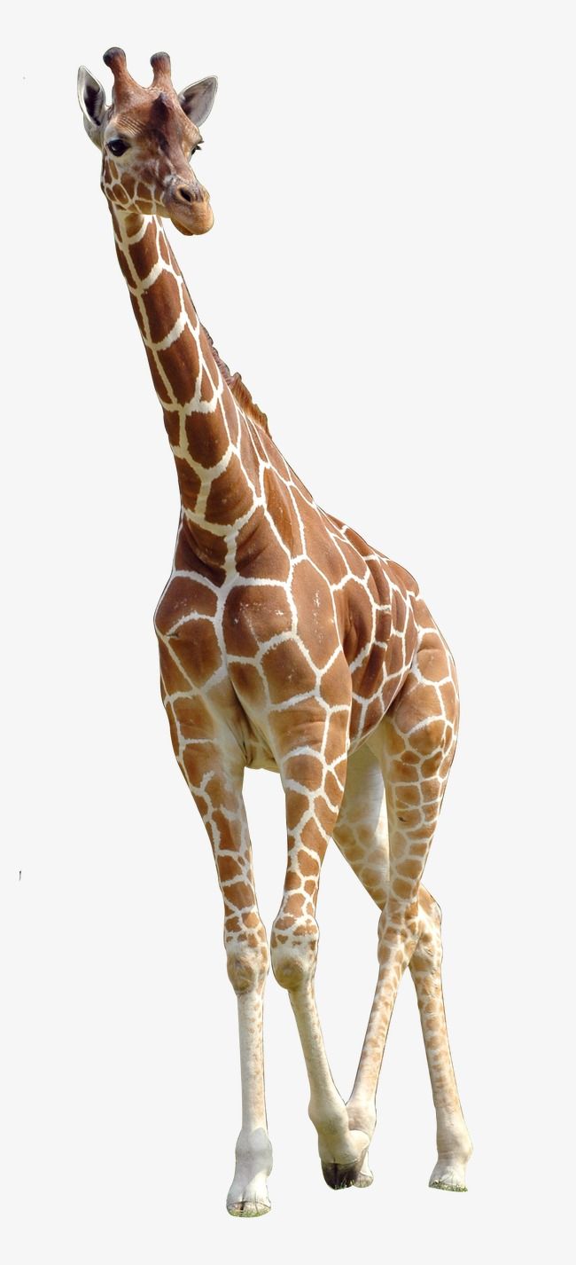 Giraffe giraffe clipart.