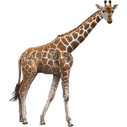 Free free giraffe.