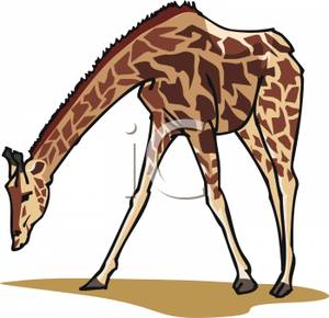 Realistic Giraffe