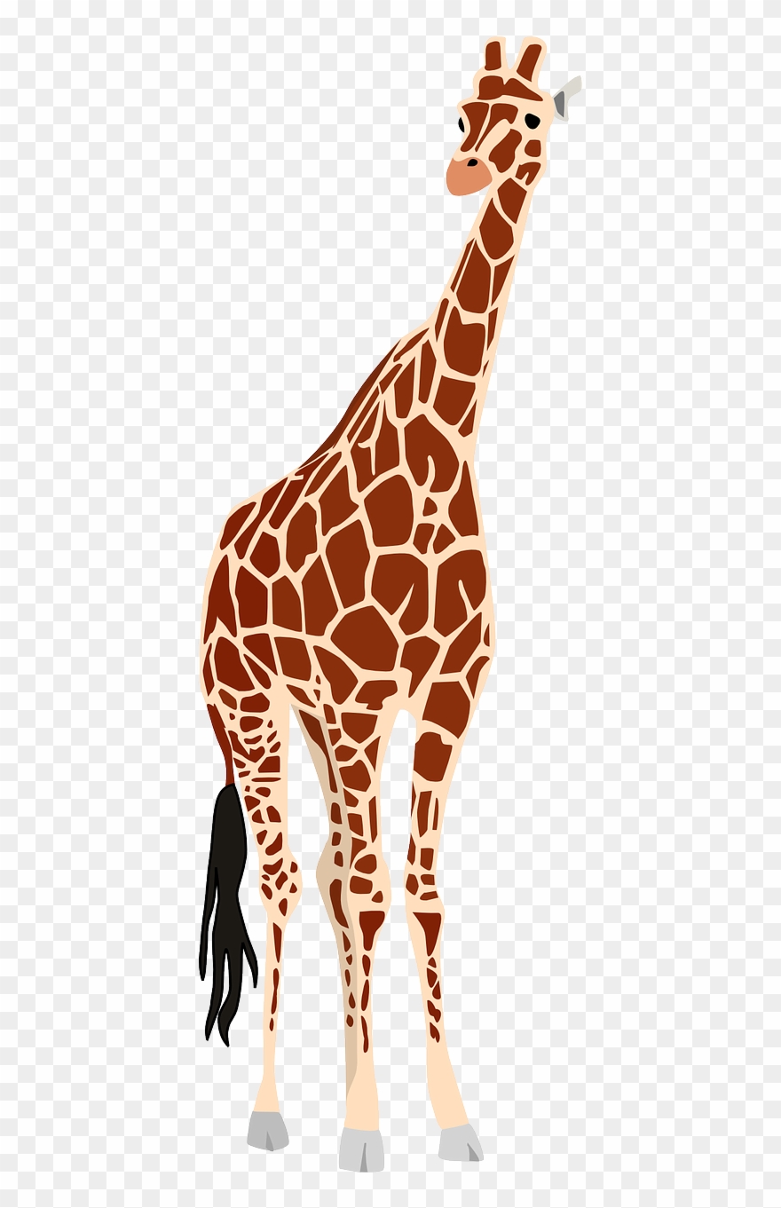 Giraffe africa safari.