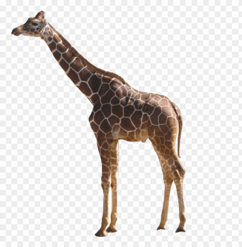 Download giraffe png images background