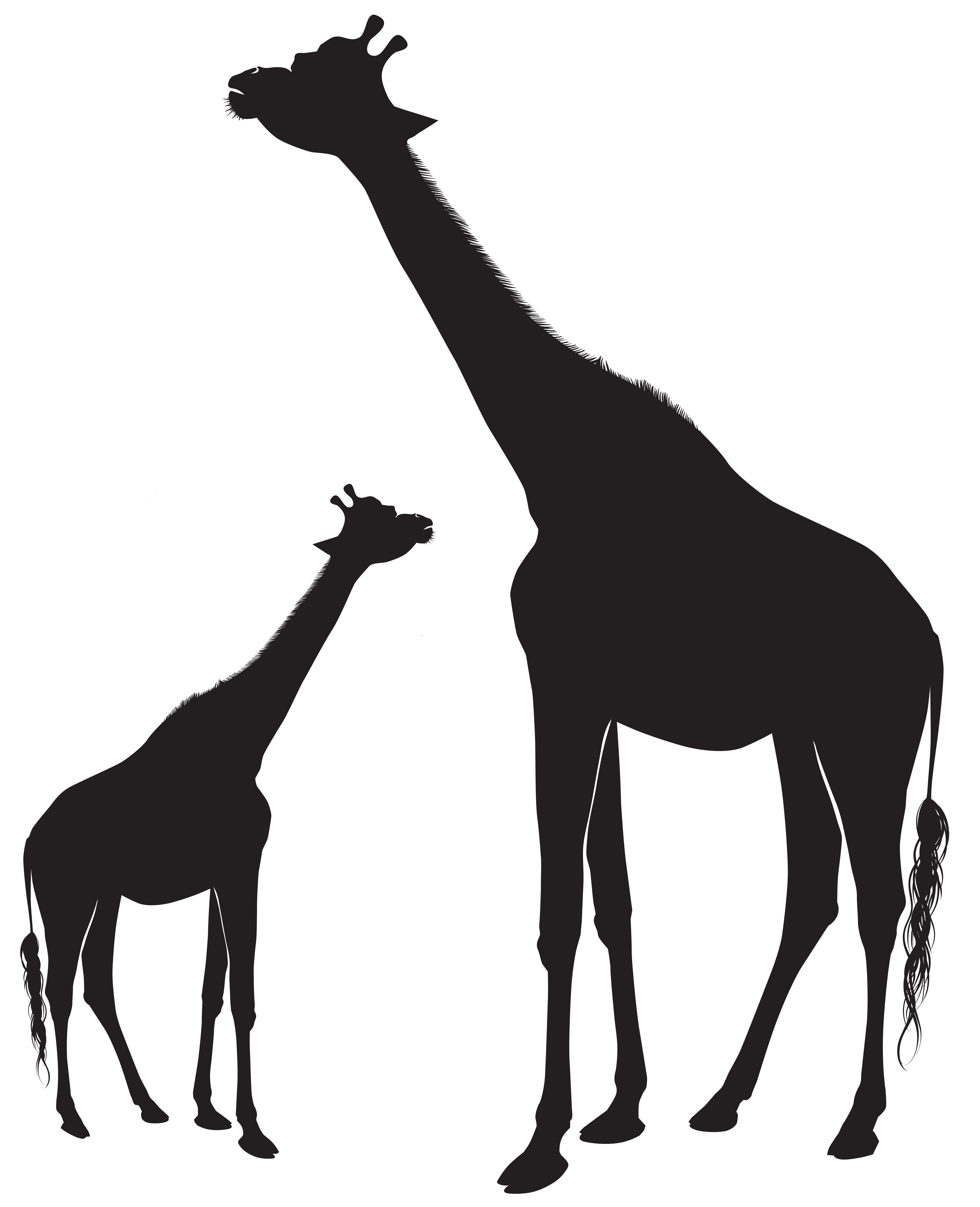 Giraffes silhouette png.