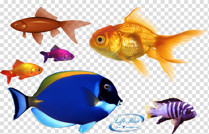 Goldfish assortedcolor fish.