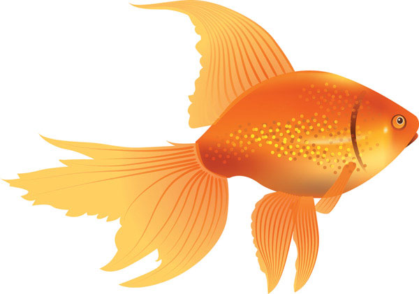 goldfish clipart cute