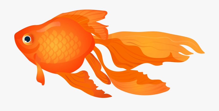 Goldfish vector fish.