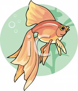 Fancy Goldfish With Long Fins