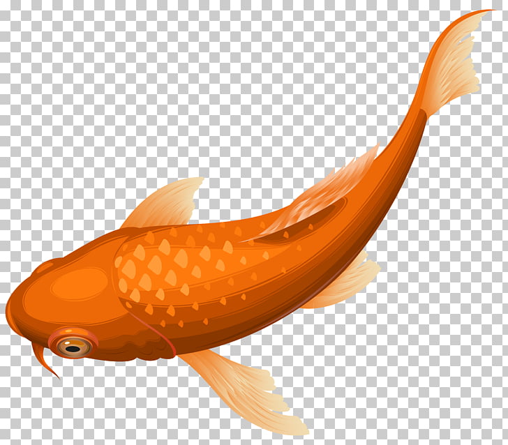 Koi goldfish orange.