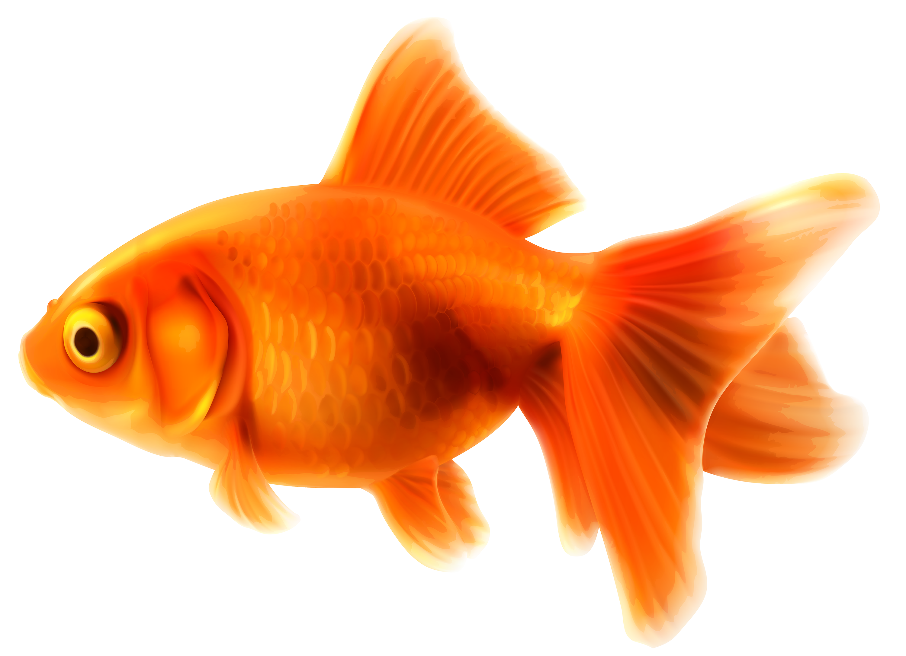 Fancy goldfish clipart logo more