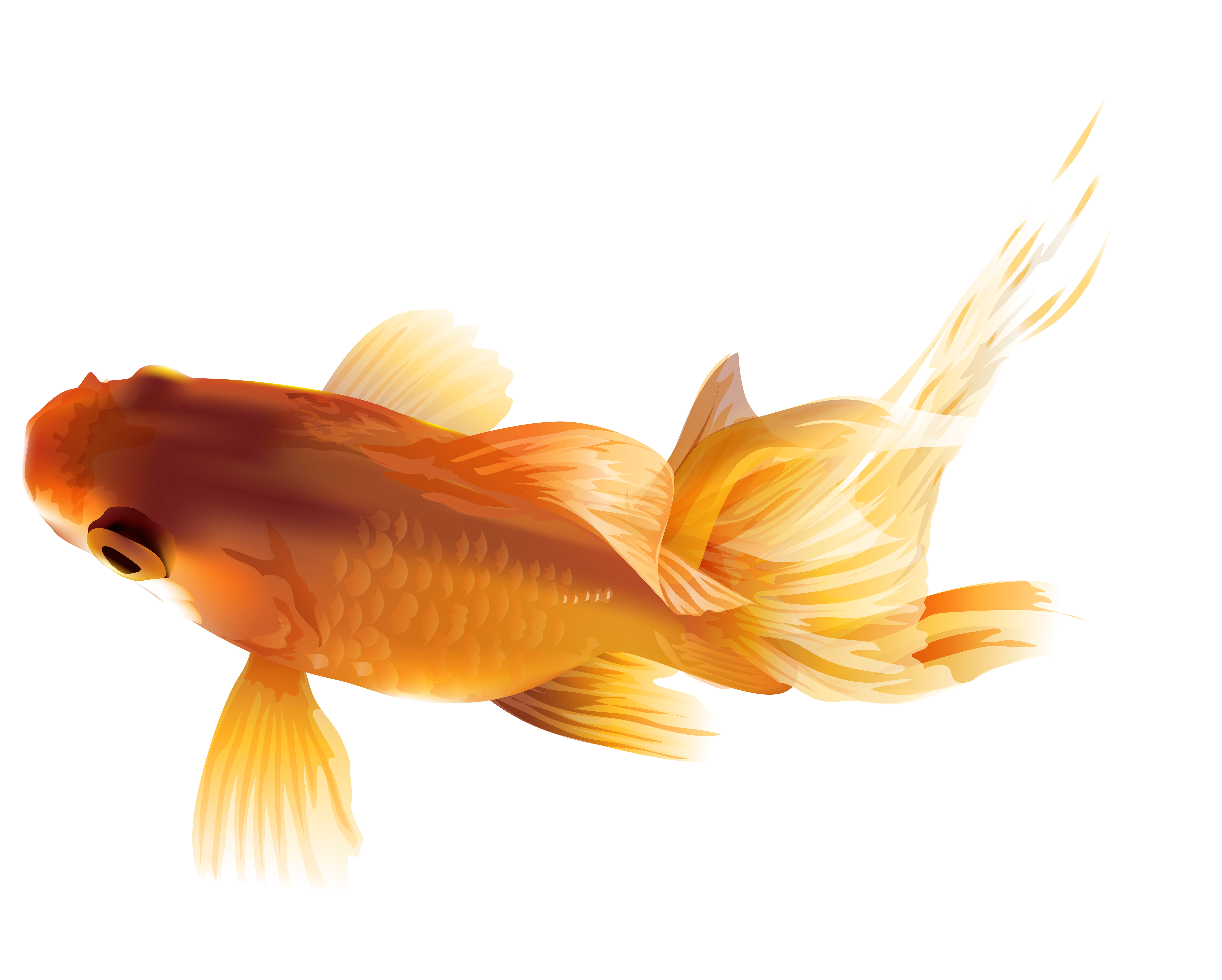 Goldfish PNG Transparent Clip Art Image