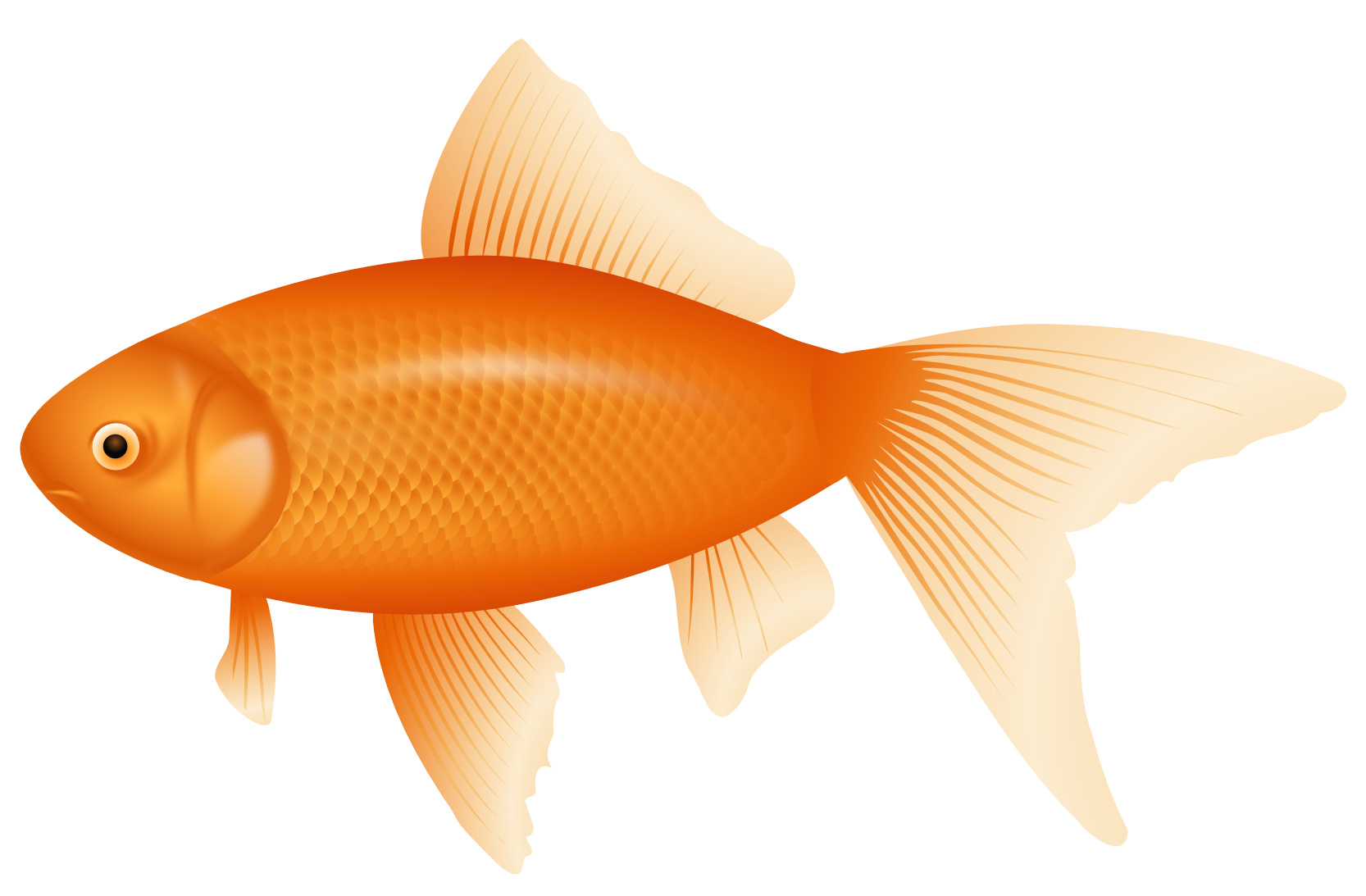 Orange fish png.