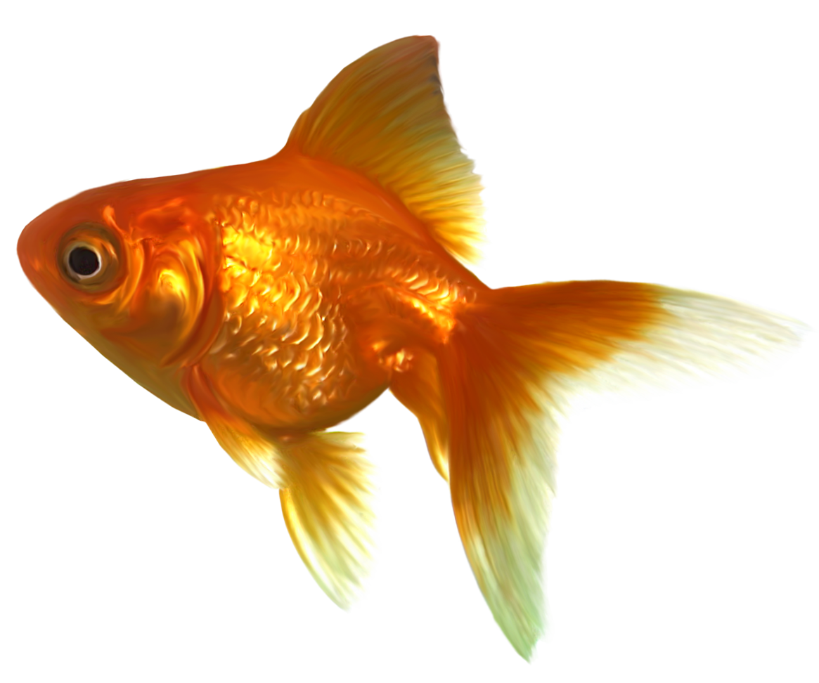Realistic goldfish png.