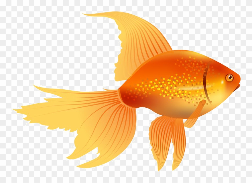 Goldfish image free.