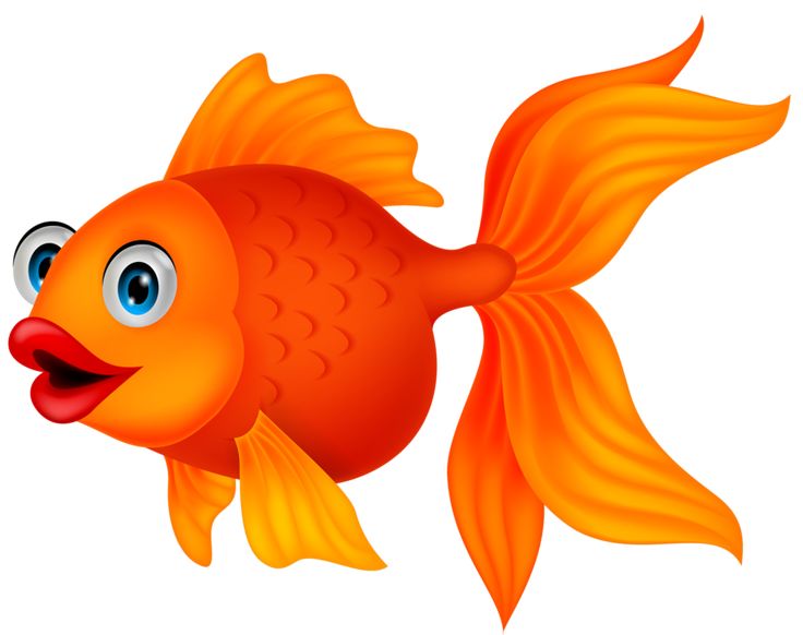 goldfish clipart orange