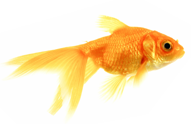 Free gold fish.