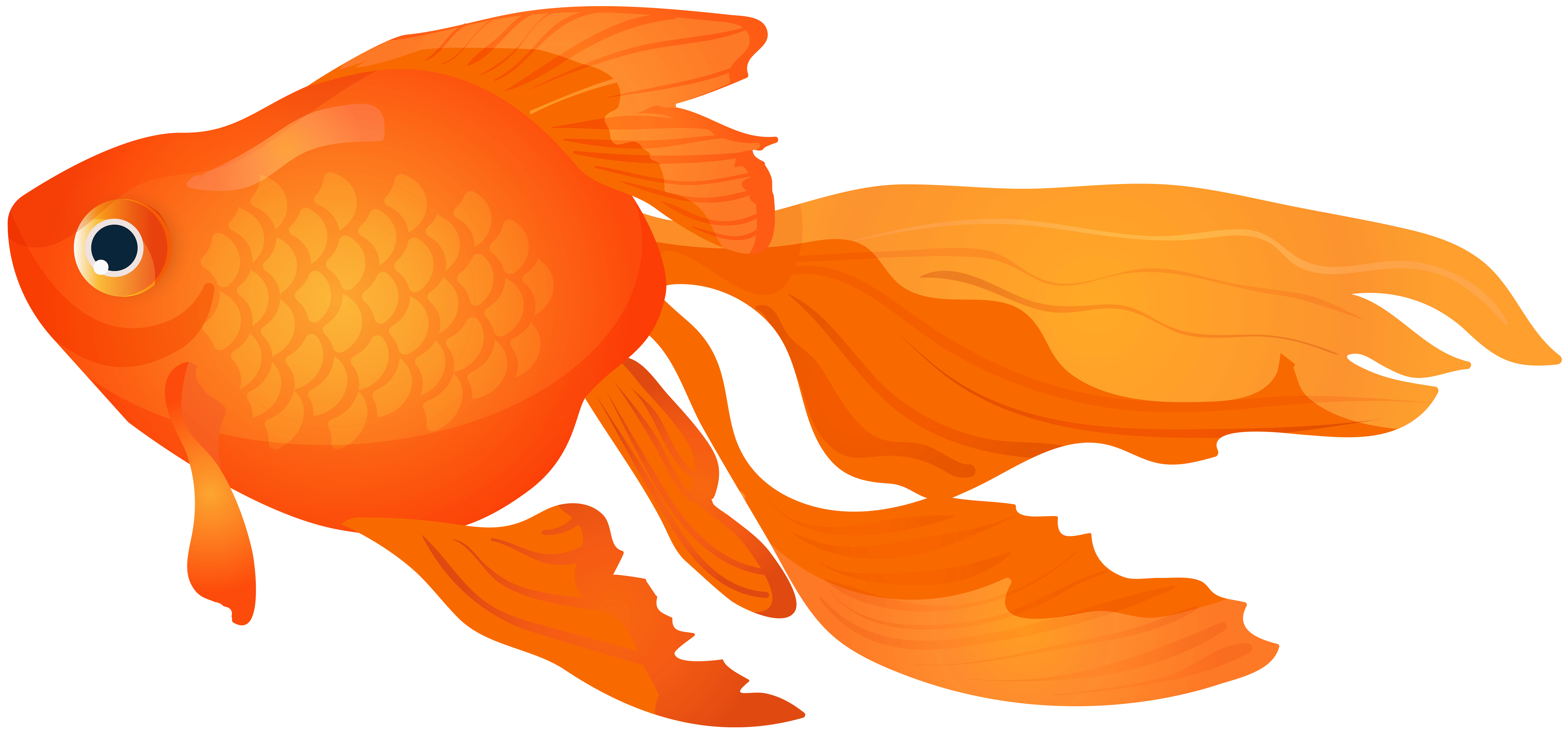Goldfish Transparent PNG Clip Art Image