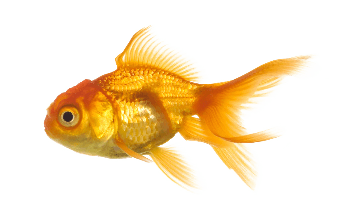 Goldfish clipart real.