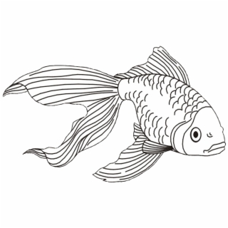 Goldfish Clipart Beta Fish