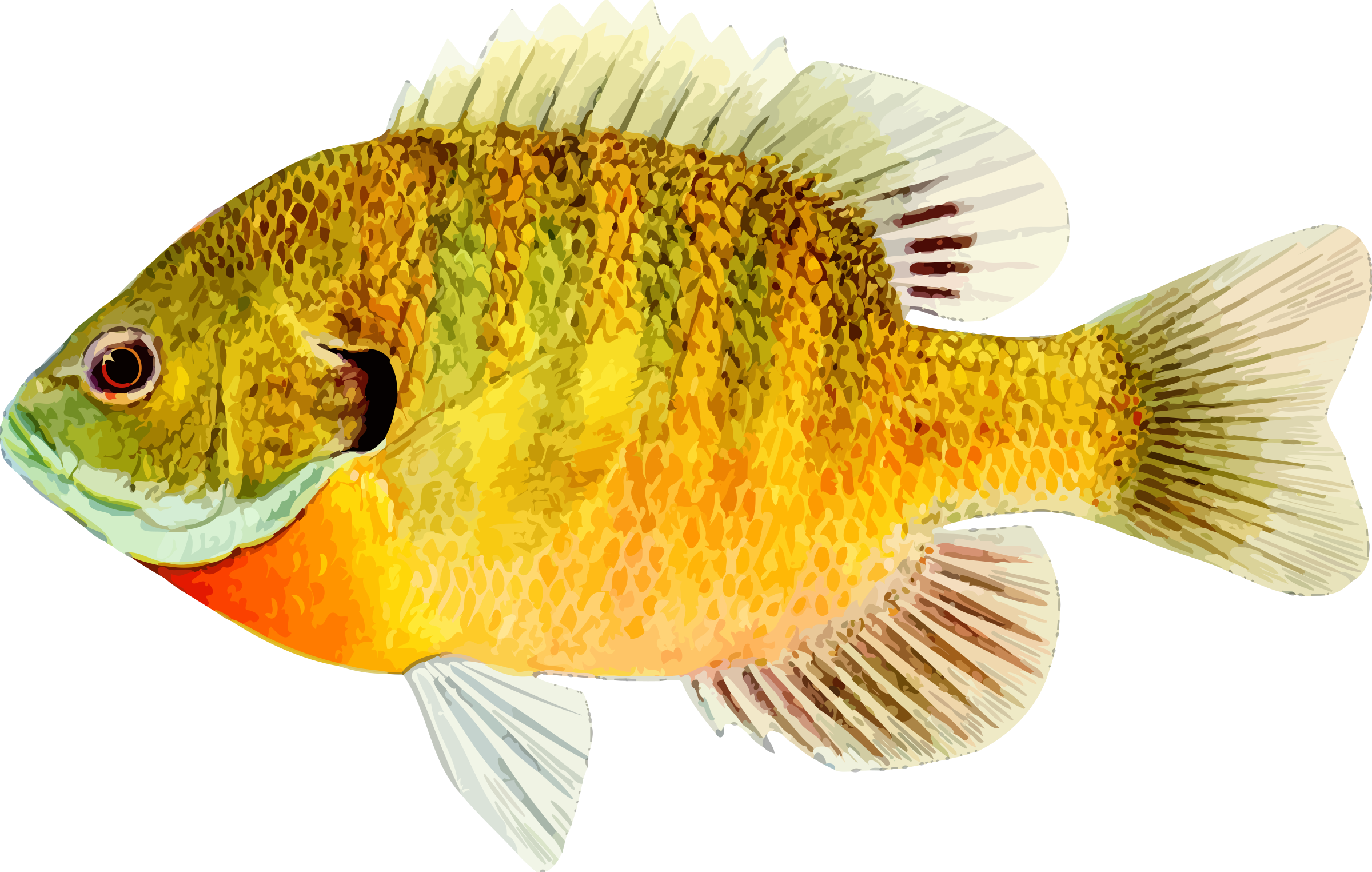 Goldfish clipart realistic.
