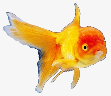 Free Goldfish Clip Art with No Background