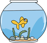 Free goldfish swimming.