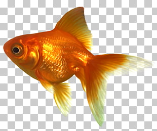 Goldfish swimming png.