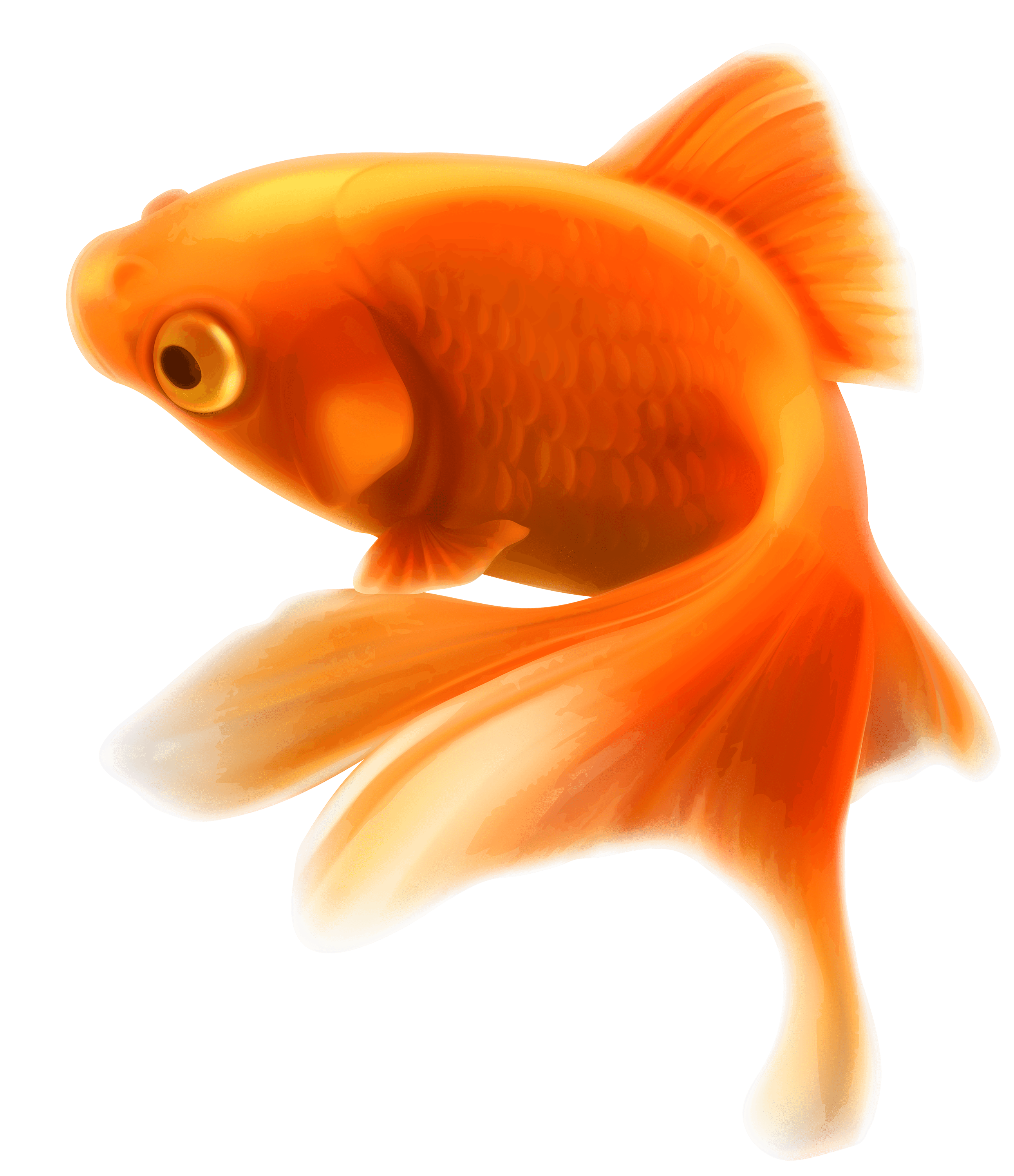 Gold Fish transparent PNG