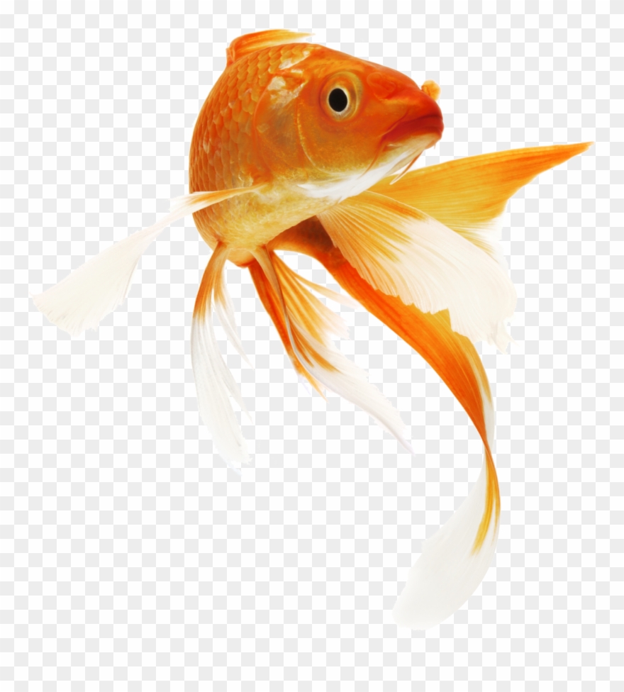 Goldfish transparent png.