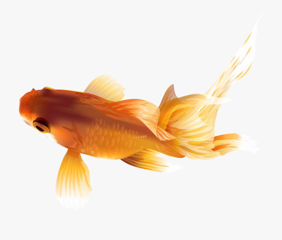 Gold fish clipart.