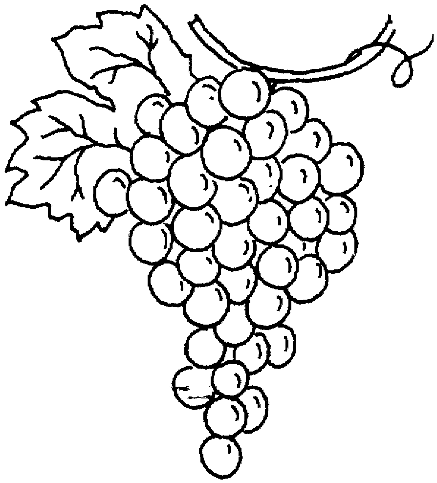 Free grapes clipart.