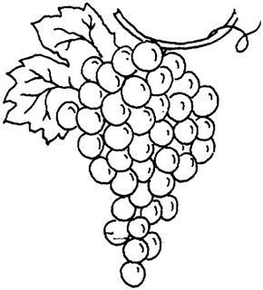 Bunch grapes drawing.