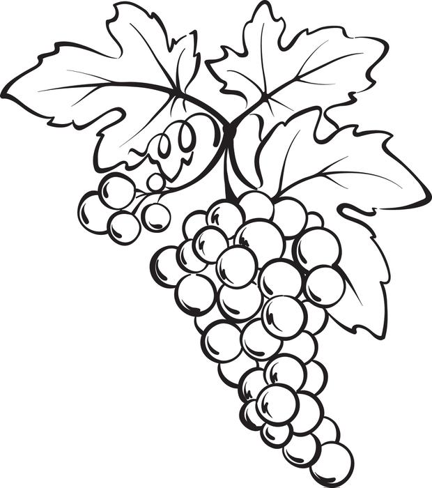 grapes clipart easy