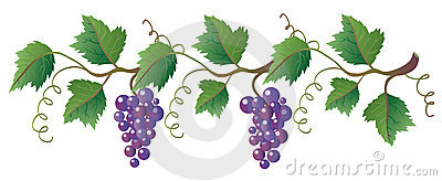 23 grape vine.