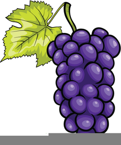 Purple grapes clipart.
