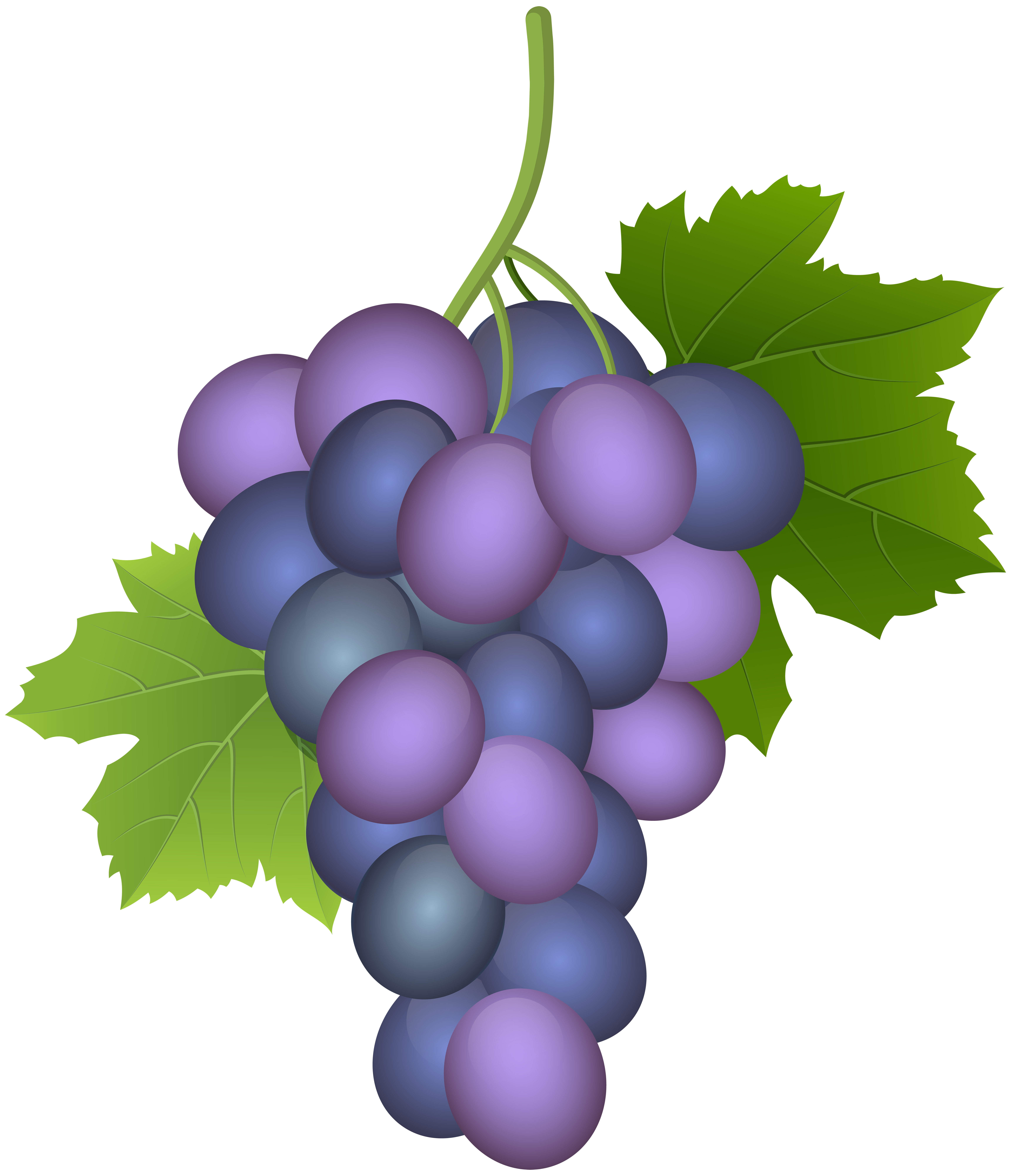 Purple grape png.