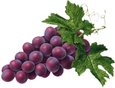Free Grape Clipart greaps, Download Free Clip Art on Owips