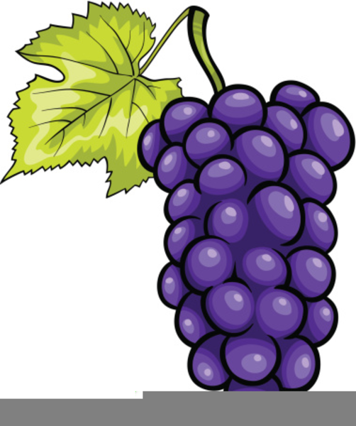 Purple grapes clipart.