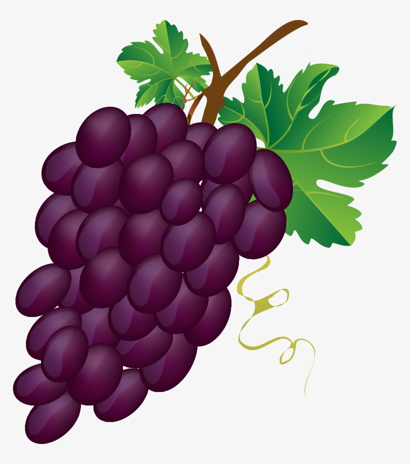 Grapes Vector Grape Bunch