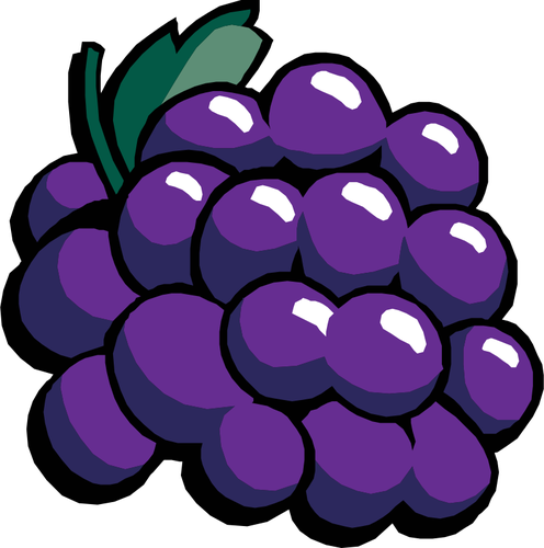 Black grapes vector.