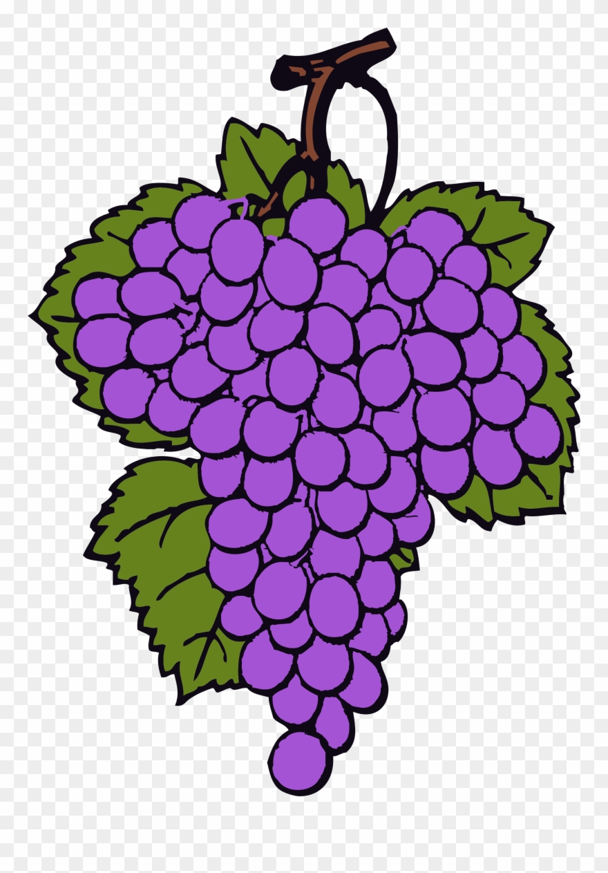 Grape clipart vector.