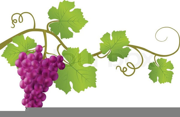 Download Free png Grape Vines Clipart