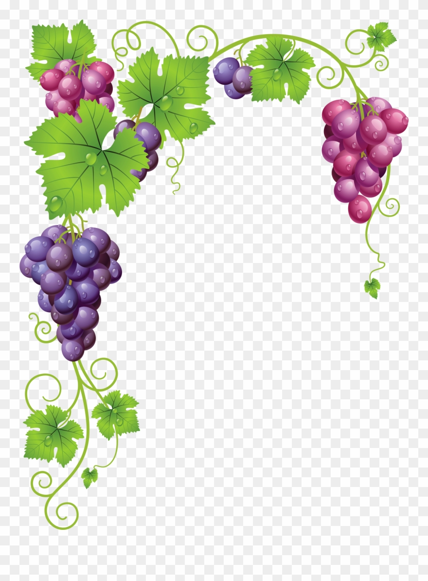 Grape vine clipart.