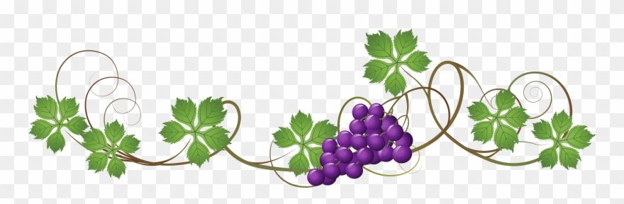 Grape vine transparent.