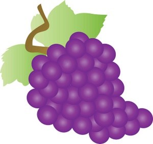 Violet grapes clipart.