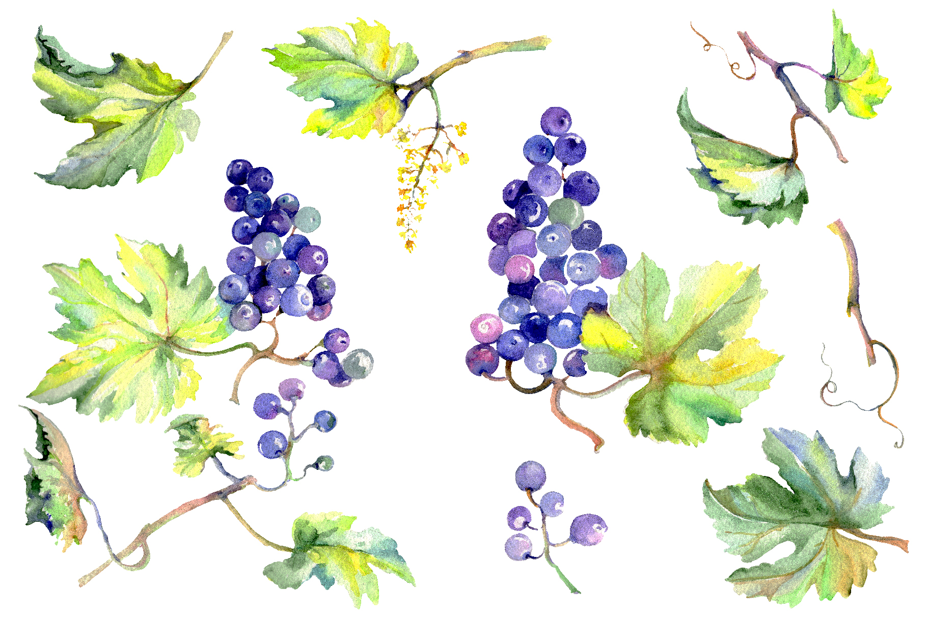 Grapes watercolor png.