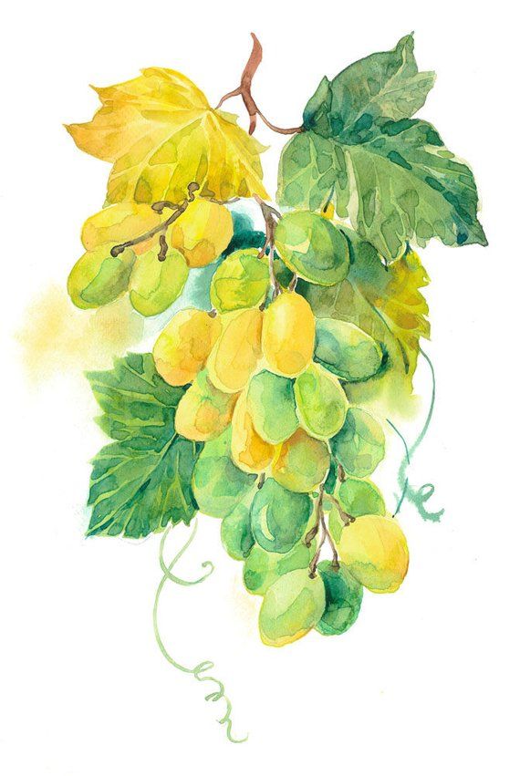 Clipart Watercolour Grapes, Grapes Green, Grapes Black