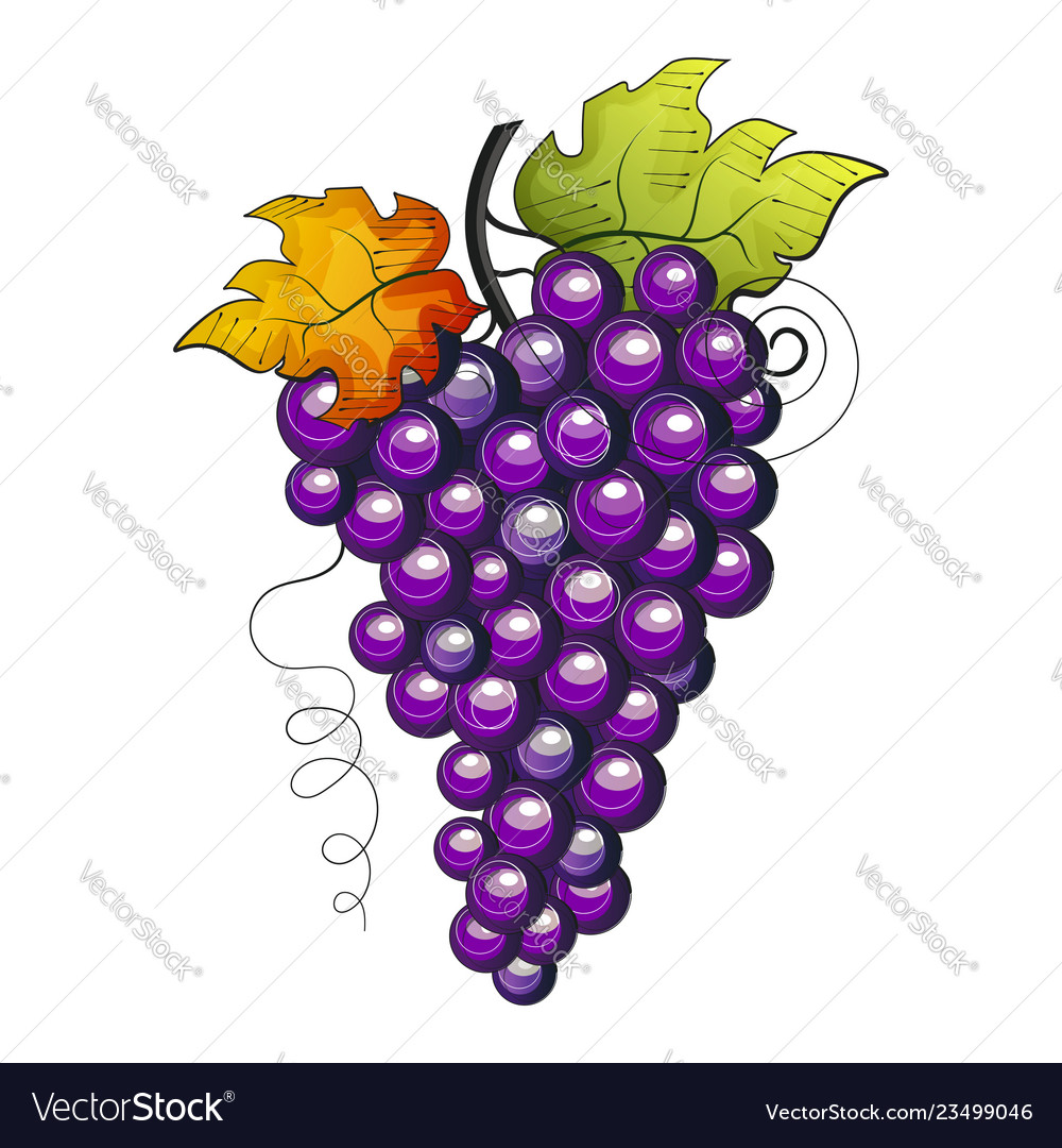 Watercolor fruit grapes branch