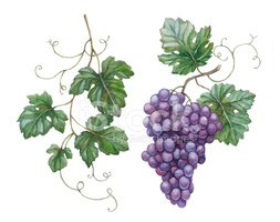 Watercolor Illustration of Grapes With Leaves stock vectors
