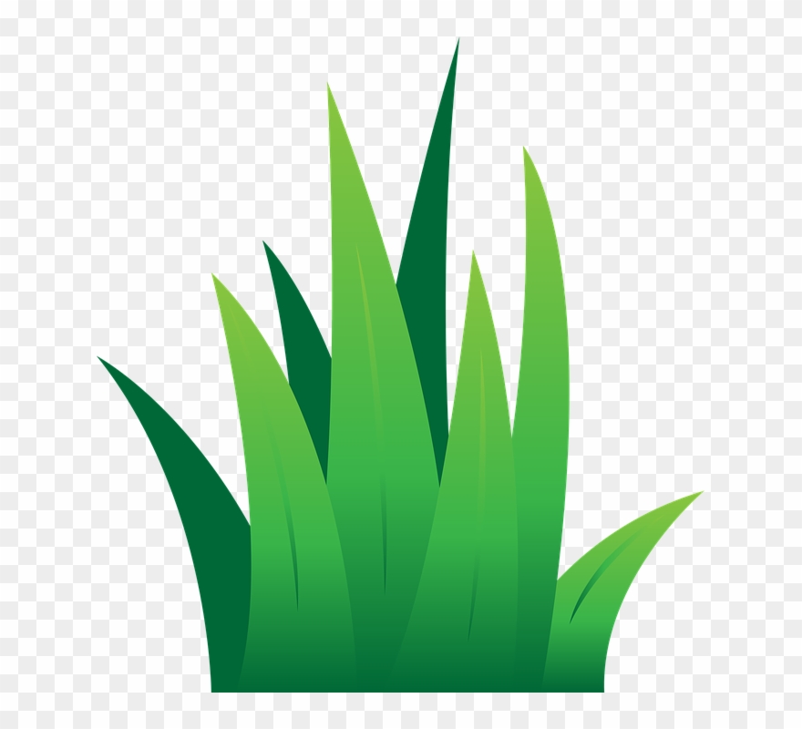 Lawn Clipart Leaves Grass
