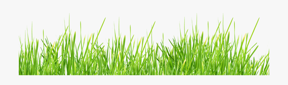 Grass Clipart Transparent Background